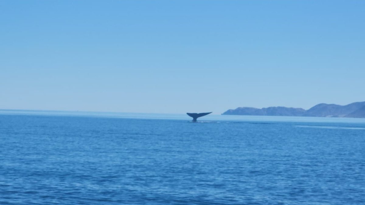 Blue whale fluke rising off Loreto, Baja California Sur, with the islands behind